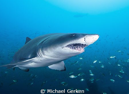 Carcharias Taurus or Sand Tiger Shark; Wreck of the Atlas... by Michael Gerken 
