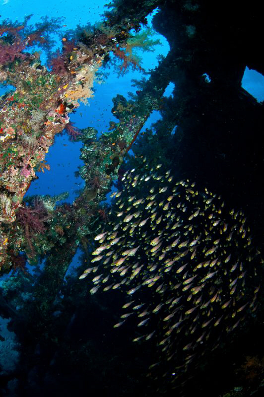 An image from inside the wreck of the Carnatic; a school ... by Paul Colley 