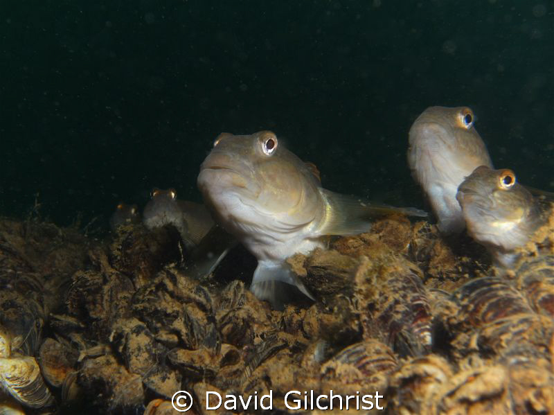 'Goby gang' or 'caught in the act' These round gobies,lik... by David Gilchrist 