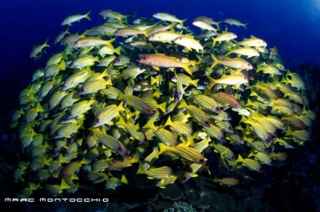 Blue banded snappers, South Africa by Marc Montocchio 