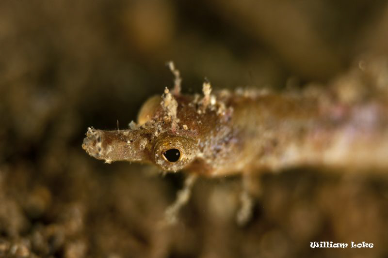 Pygmy Pipefish 2 by William Loke 