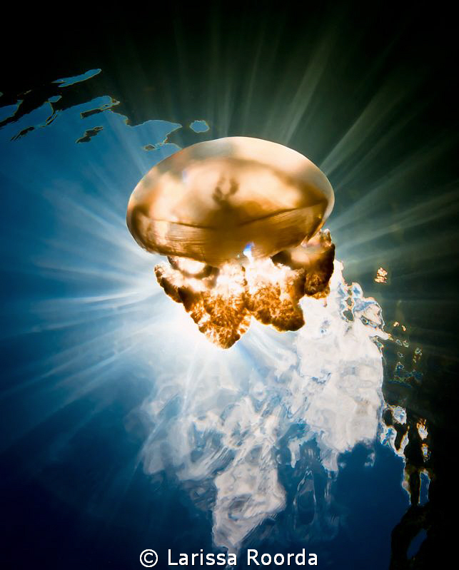 Brilliant Jellyfish by Larissa Roorda 