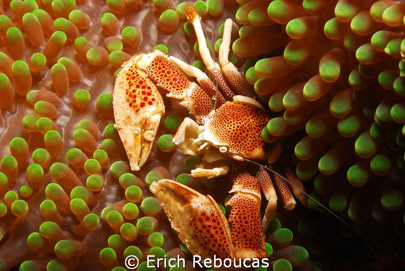Porcelain crab in a green anemone :) by Erich Reboucas 