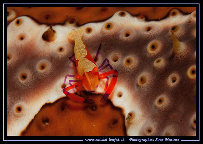 Imperial Shrimp... :O)... by Michel Lonfat 