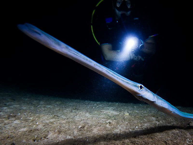 Nightly Encounter ;-) by Rico Besserdich 