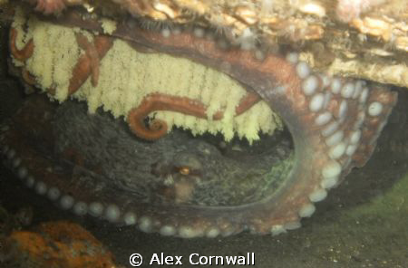 Mama GPO on eggs about 130' in Puget Sound... by Alex Cornwall 