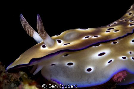 Two of these nudi's were chasing each other, guess it was... by Ben Joubert 