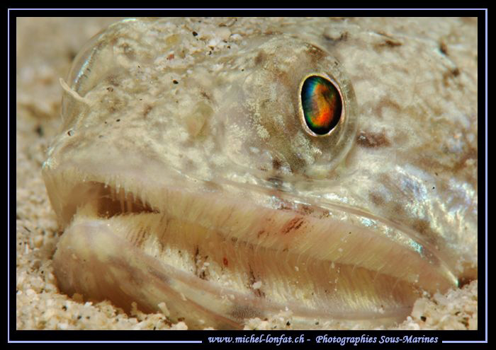 Details of a Lizard Fish... :O).. by Michel Lonfat 