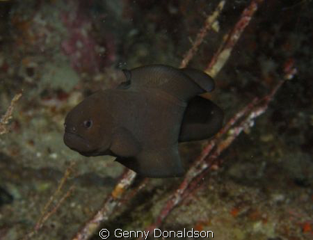 Black Brotula found under ledge in West Palm Beach, FL on... by Genny Donaldson 