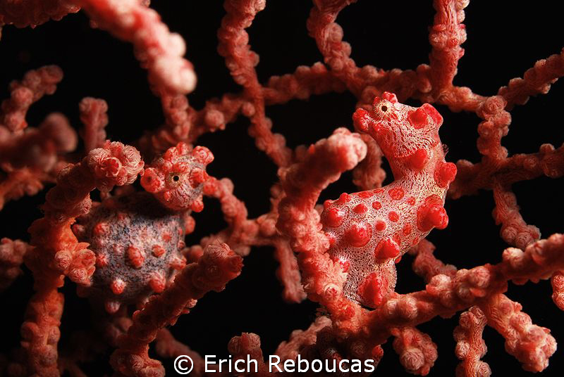 Pigmy seahorses in a "my best side" photo competition :) by Erich Reboucas 