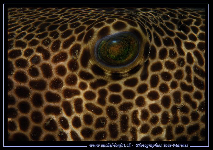 The Eye of a Pufferfish... ;O)... by Michel Lonfat 