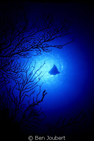 I was doing silhouettes of the fan, when the Eagle Ray ap... by Ben Joubert 