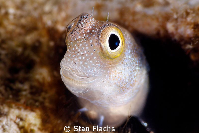 Smiling little blenny by Stan Flachs 