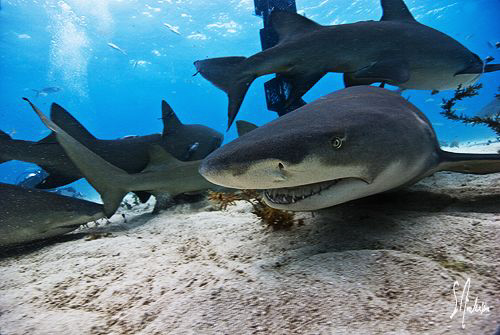 Lemon Sharks swarming the sand at Tiger Beach - Bahamas by Steven Anderson 