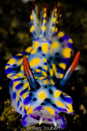 Nudibranch by Ben Joubert 