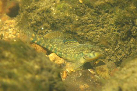 Rainbow darter from the Thornapple River in Michigan.  Ta... by Patrick Miller 