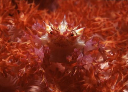 "Pokemon" (aka soft coral crab) taken at Killibob's Knob,... by Patrick Pon 