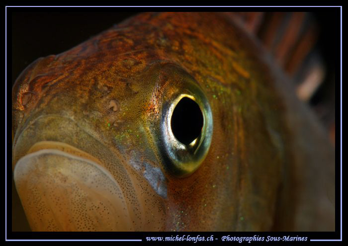 A very curious Perch... ¦:O)= 
 by Michel Lonfat 