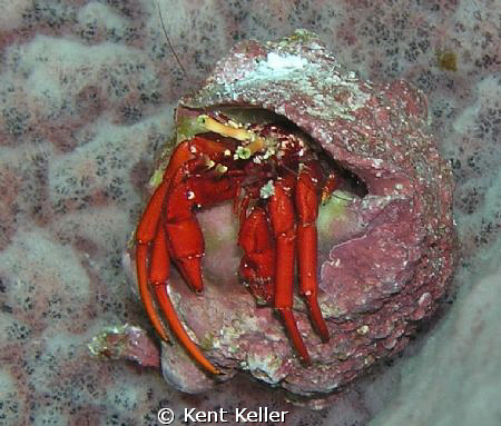 Hermit Crab in sponge by Kent Keller 