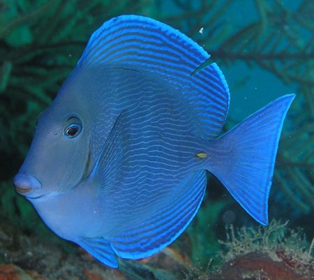 Blue Tang - Taken near Berry Island, Bahamas using an Oly... by Frank Arthur 