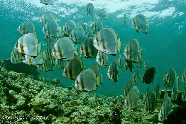 Schooling Bat fish at Sipidan Island by Graeme Cole 