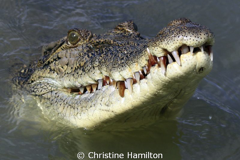 My...What Big Teeth You Have!!! by Christine Hamilton 