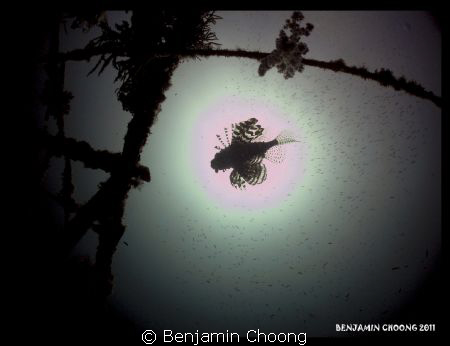 Silhouette of a lionfish gliding at the center of the sun... by Benjamin Choong 