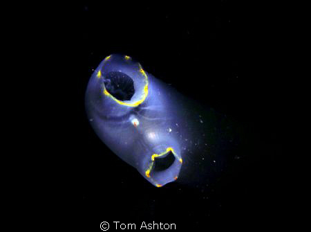 Snooted ascidian.
Loch long, Scotland. by Tom Ashton 