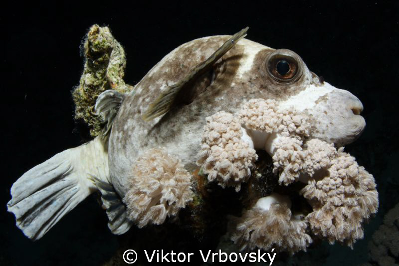 Masked pufferfish by Viktor Vrbovský 