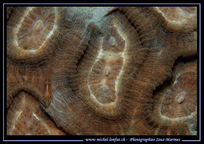 Little Goby on a soft coral... ;O)... by Michel Lonfat 