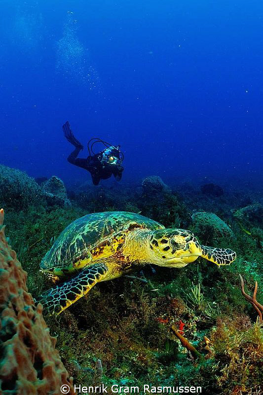 Turtle with Diver by Henrik Gram Rasmussen 