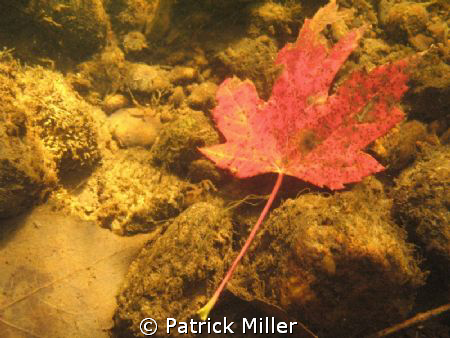 I noticed this bright red leaf out of the corner of my ey... by Patrick Miller 