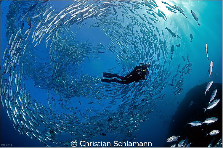 A swarm around a diver near the liberty-wreck in tulamben... by Christian Schlamann 