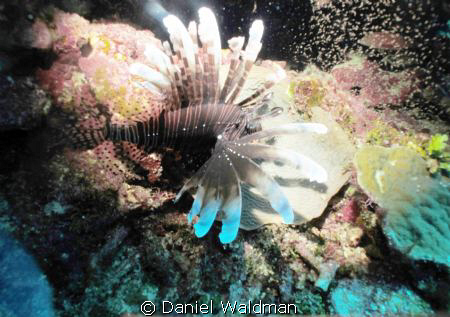 Lionfish picture taken in little cave at Ambergris Caye B... by Daniel Waldman 
