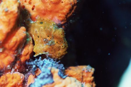 Frogfish on elephant sponge. He was slowly walking. If yo... by Jacques Miller 