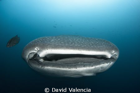 Whale Shark up close and personal in the Galapagos. by David Valencia 