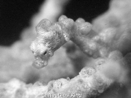 Colourless pygmy, very small. Decided to shoot black & wh... by Nautilus King 