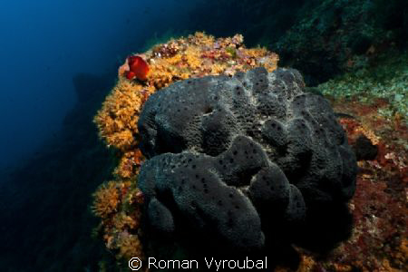 reef in the shadow insatiable sponge :-( by Roman Vyroubal 