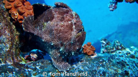 Wreck Dive West Ohau - 1st dive with my UW Camera and str... by Tom Handfield 