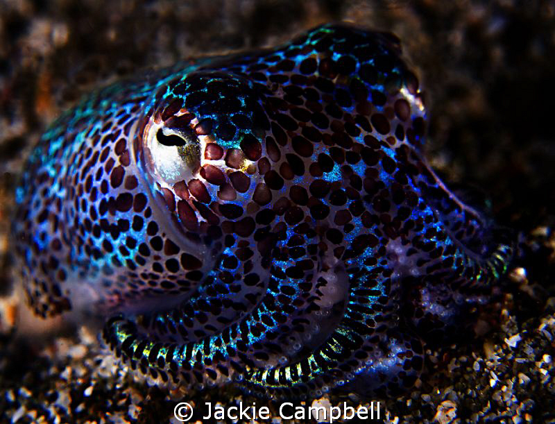 3 inch bobtail squid. So cute and very shy.
Canon S90 by Jackie Campbell 