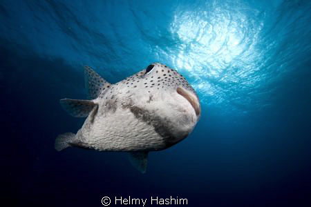 pufferfish..! by Helmy Hashim 