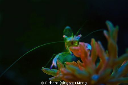 Neon shrimp by Richard (qingran) Meng 