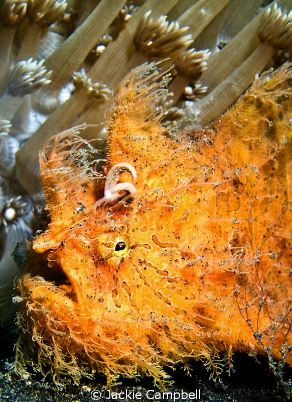 Hairy Orange
Why do frogfish always look so guilty ? by Jackie Campbell 