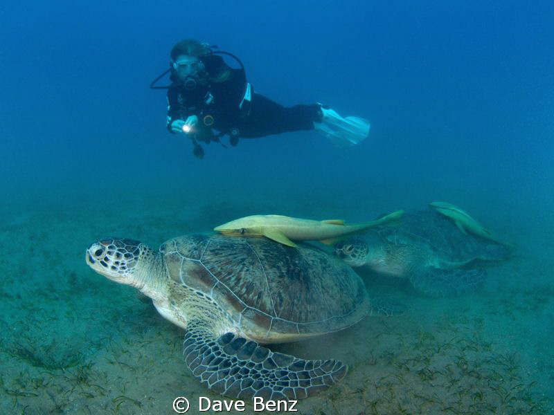 Amazing meeting with a big turtle... by Dave Benz 