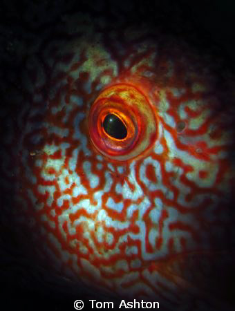The eye of a ballan wrasse, lit with a snoot.
This shot ... by Tom Ashton 