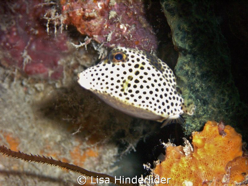 My little spotted friend! by Lisa Hinderlider 