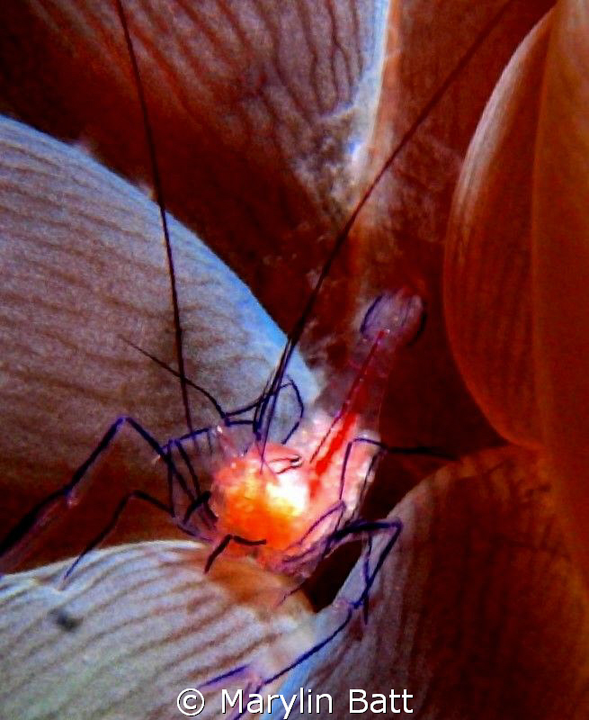 tiny bubble anemone shrimp by Marylin Batt 