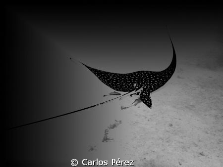 Eagle Spotted Ray at Caja de Muertos reserve in Ponce Pue... by Carlos Pérez 
