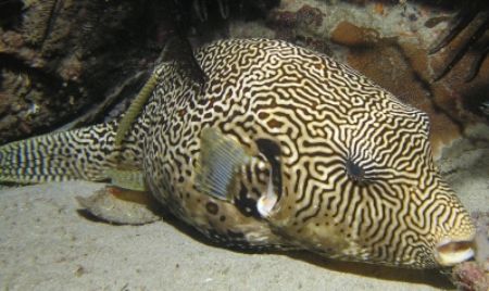 Puff!
Sabang Wrecks, Sabang Phillipines
Night Dive by Alex Matsumoto 