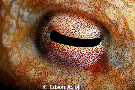 Eye of octopus. by Edson Acioli 